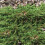 Gardeners Dream Juniperus communis 'Green Carpet' Compact Evergreen Conifer Plant | 9cm Pots 3