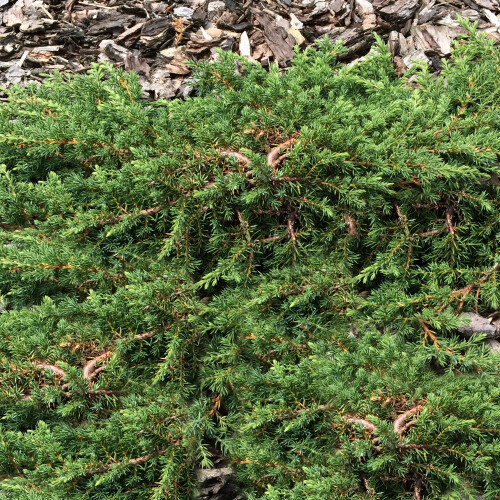 Gardeners Dream Juniperus communis 'Green Carpet' Compact Evergreen Conifer Plant | 9cm Pots 2