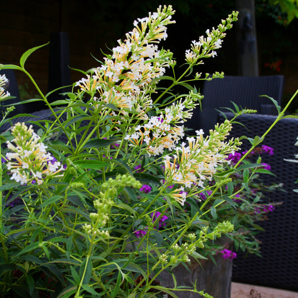 Gardeners Dream Buddleia Petite Snow White (9Cm)