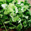 Gardeners Dream Potted Herbs - Coriander Common (8cm) 2
