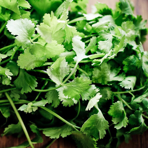 Gardeners Dream Potted Herbs - Coriander Common (8cm) 1