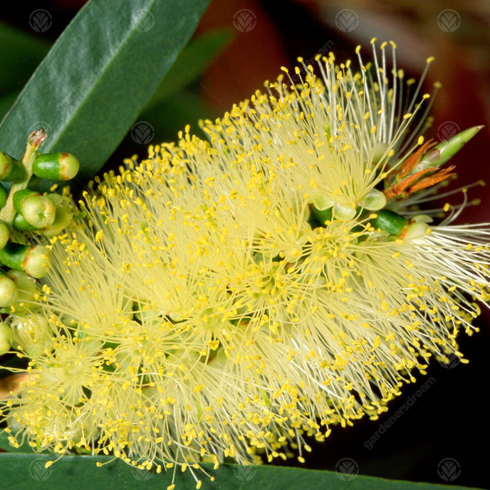 Callistemon 'Honeypot' Bottlebrush Evergreen Flowering Garden Shrub | 9Cm Pot