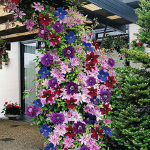 Clematis Rainbow (9cm, 4 pack)