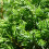 Gardeners Dream Juniperus communis 'Green Carpet' Compact Evergreen Conifer Plant | 9cm Pots 4