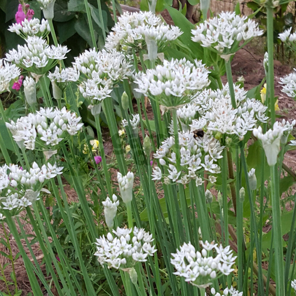 Gardeners Dream Potted Herbs - Chives Garlic (8Cm)