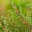 Gardeners Dream Juniperus communis 'Green Carpet' Compact Evergreen Conifer Plant | 9cm Pots 5