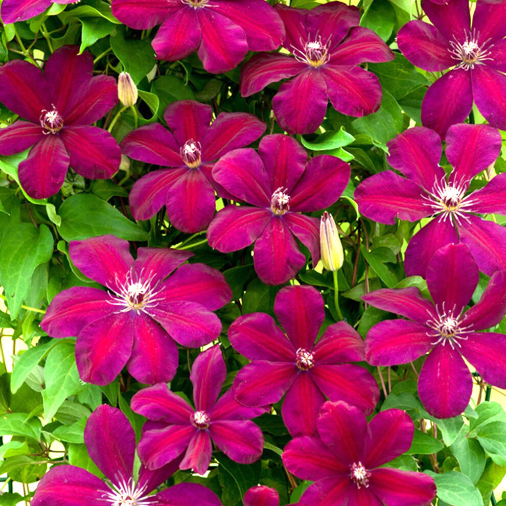 Clematis 'Rouge Cardinal' Hardy Deciduous Climber Plant Garden Shrub | 9cm Pot