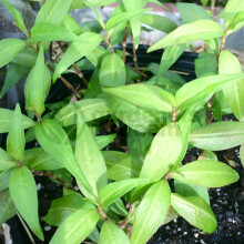 Potted Herbs - Coriander Vietnamese (8cm)