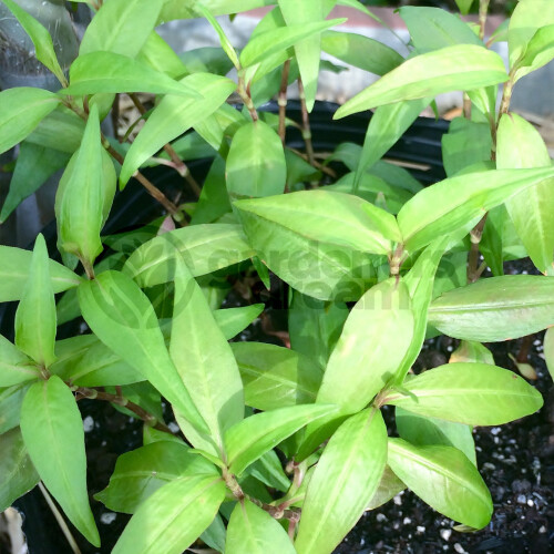Gardeners Dream Potted Herbs - Coriander Vietnamese (8cm)