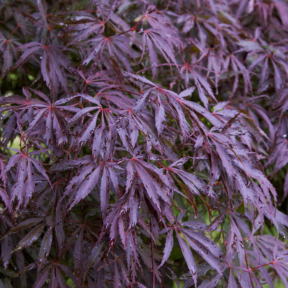 (10L) Acer Palmatum 'Trompenburg' | Japanese Maple Deciduous Garden Plant Tree In Pot