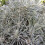 Gardeners Dream Potted Herbs - Curry Plant (8cm) 2