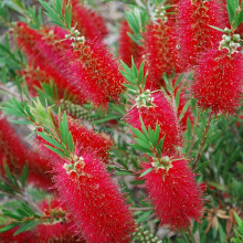1 CALLISTEMON 'RED CLUSTERS' BOTTLEBRUSH SEMI-EVERGREEN SHRUB HARDY PLANT IN POT