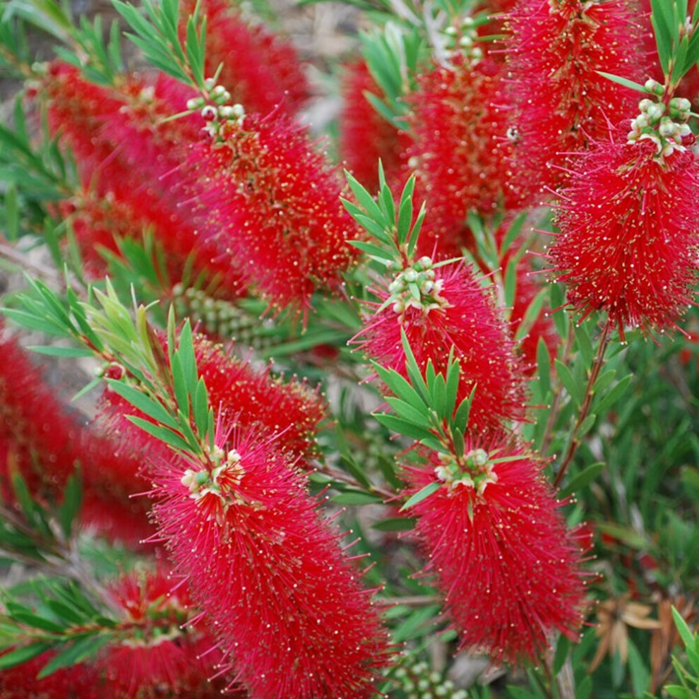Gardeners Dream 1 Callistemon ' Clusters' Bottlebrush Semi-Evergreen Shrub Hardy Plant In Pot Red
