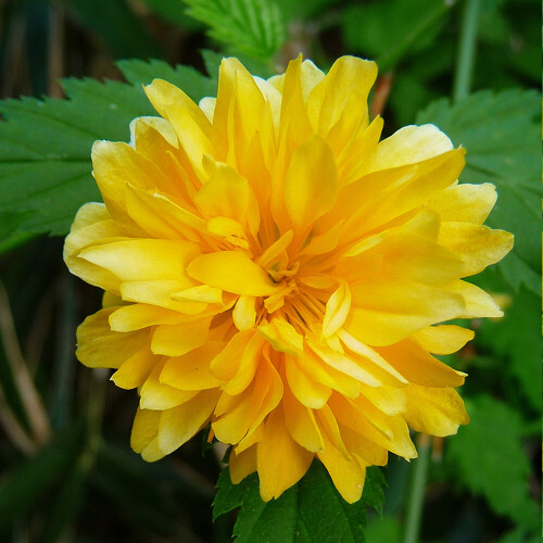 Kerria Pleniflora Garden Shrub Plant (20-30cm)
