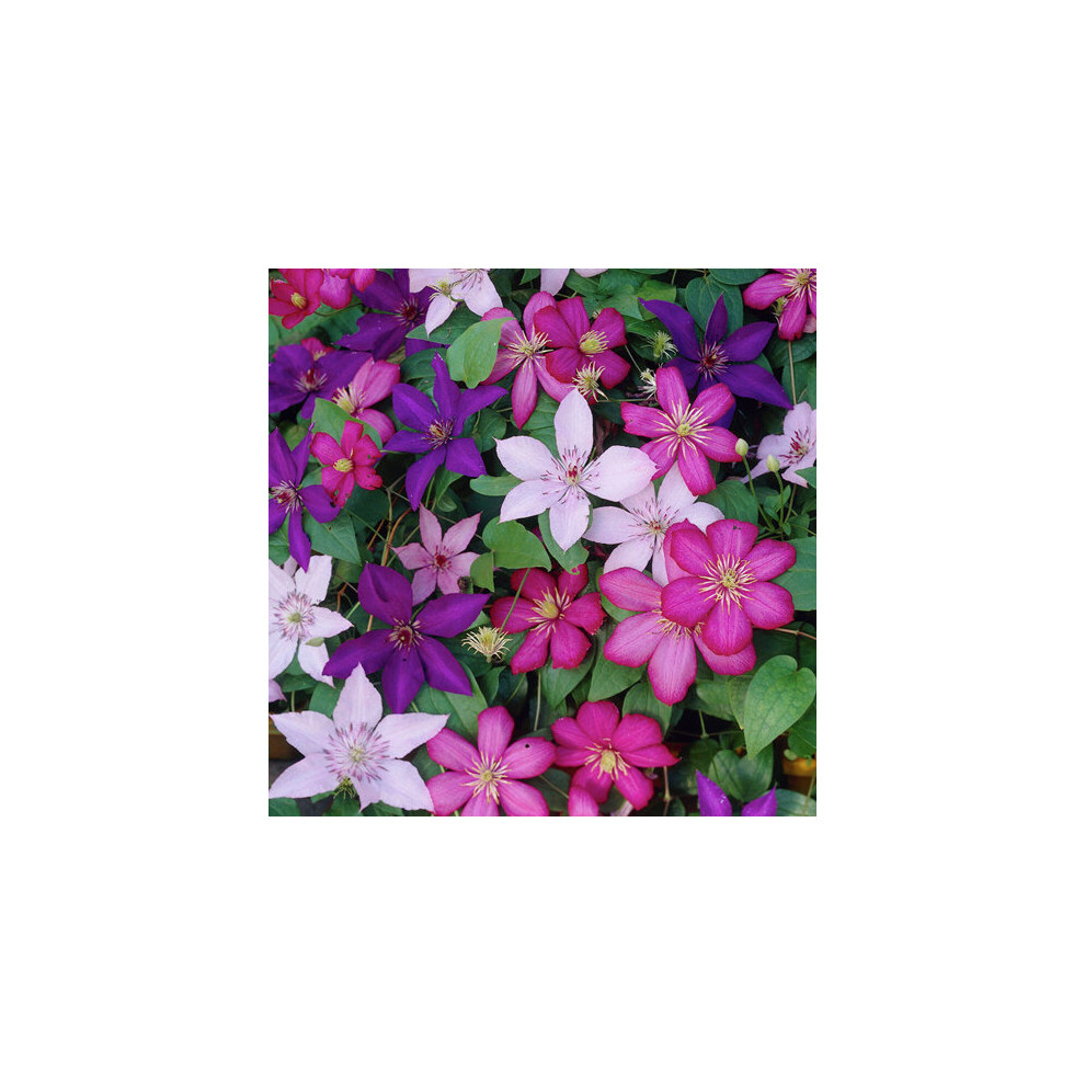 Clematis Tricolour 3 Plants 3 Colours Mixed Display Garden Flower Plant In Pot