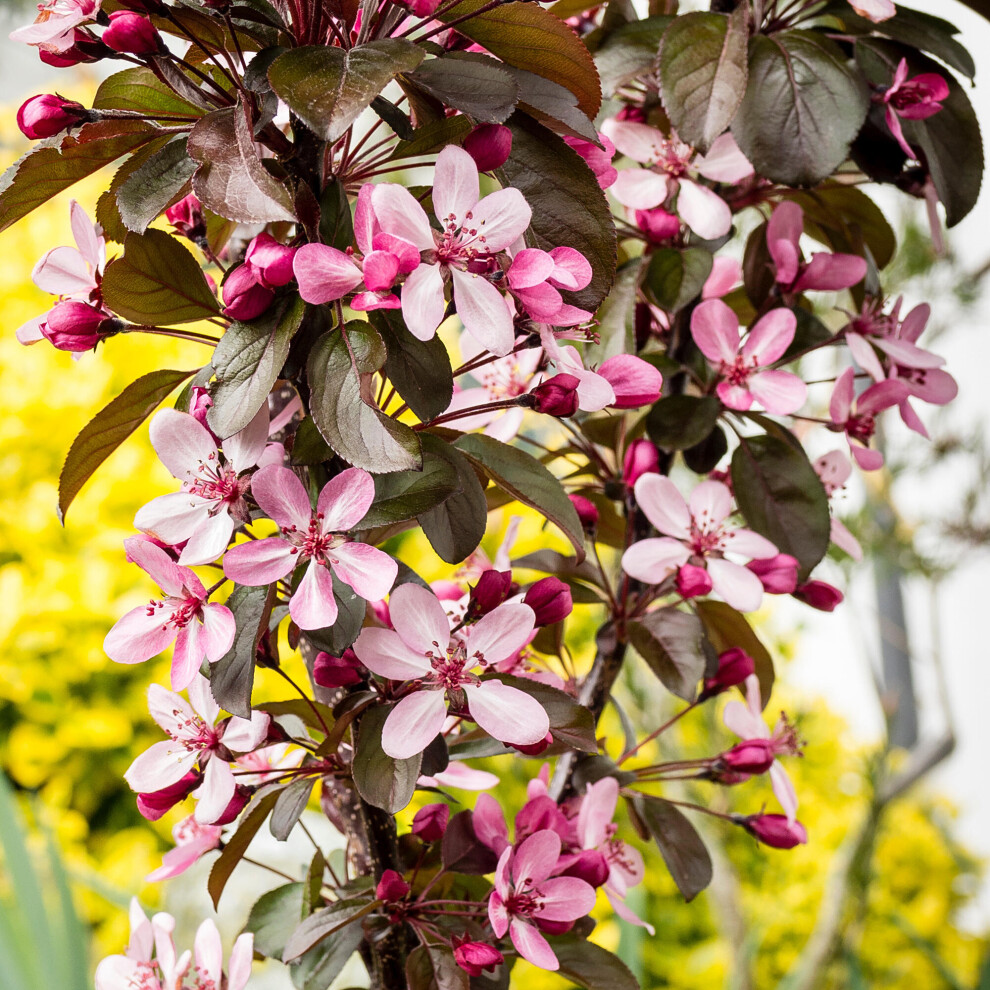 B&Q -  Malus Aros TreeCrab Apple TreePink And White Spring BlossomsLow Maintenance (5-6Ft) - Image 4