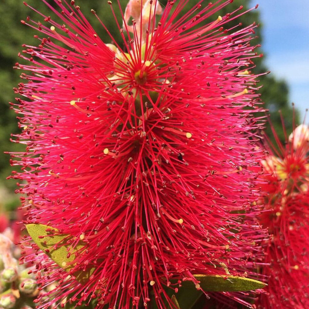 Gardeners Dream Callistemon 'Inferno' Bottlebrush Evergreen Flowering Garden Shrub | 9Cm Pot
