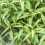 Gardeners Dream Potted Herbs - Coriander Vietnamese (8cm) 4