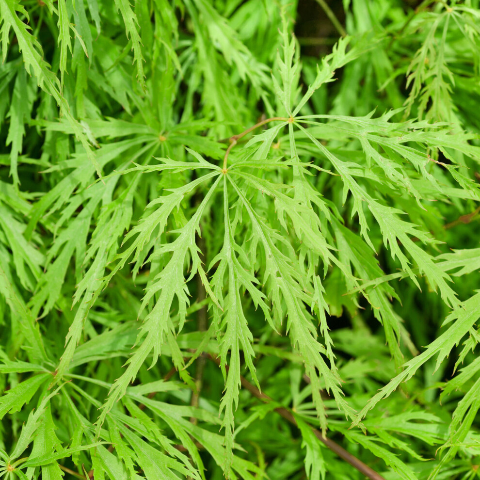 (3L) Acer Palmatum 'Dissectum' | Japanese Maple Deciduous Garden Plant Tree In Pot