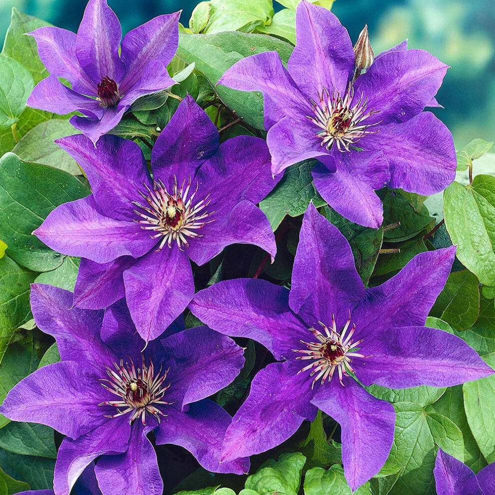 Clematis 'The President' Hardy Garden Climber Plant Flowering Shrub | 9Cm Pot