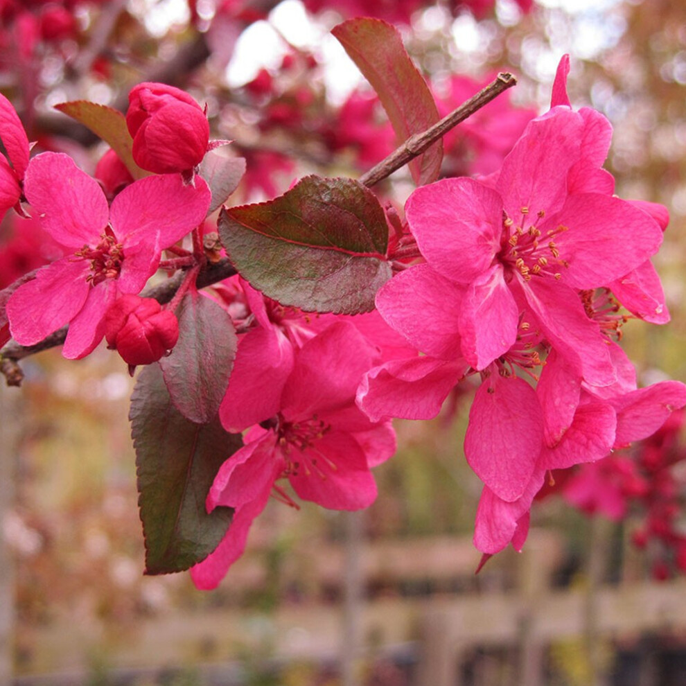 Gardeners Dream Malus 'Direktoer Moerland'|Improved Profusion Crab Apple|Ornamental Tree|5-6Ft