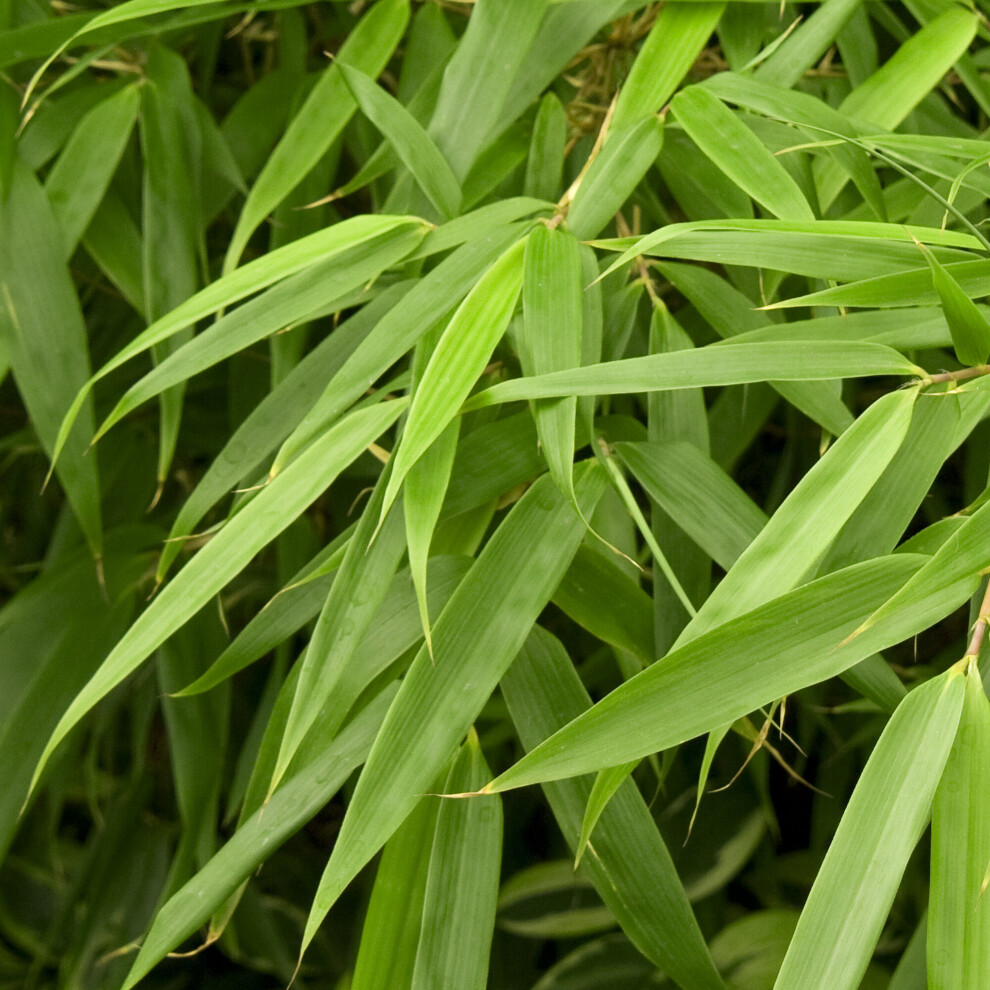 Gardeners Dream (Rufa) Fargesia Bamboo Hardy Outdoor Ornamental Flowering Evergreen Garden Pot Plants