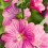 Gardeners Dream Lavatera clementii Burgundy Wine (9cm) 2