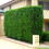 Gardeners Dream Leylandii Green (9cm, 1 Plant) 2