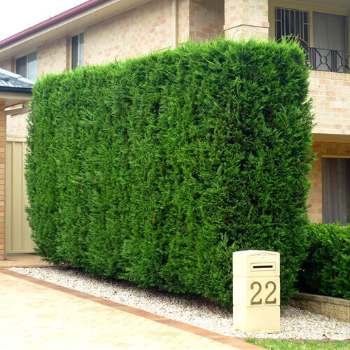Gardeners Dream Leylandii Green (9cm, 1 Plant) 1