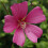 Gardeners Dream Lavatera clementii Burgundy Wine (9cm) 3
