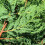 Gardeners Dream Leylandii Green (9cm, 1 Plant) 3
