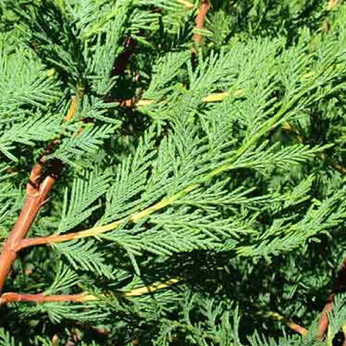 Gardeners Dream Leylandii Green (9cm, 1 Plant) 2