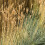 Gardeners Dream Festuca Intense Blue (9cm, Pack of 3) 5