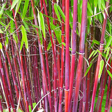 (Scabrida Asian Wonder) Fargesia Bamboo Hardy Outdoor Ornamental Flowering Evergreen Garden Pot Plants