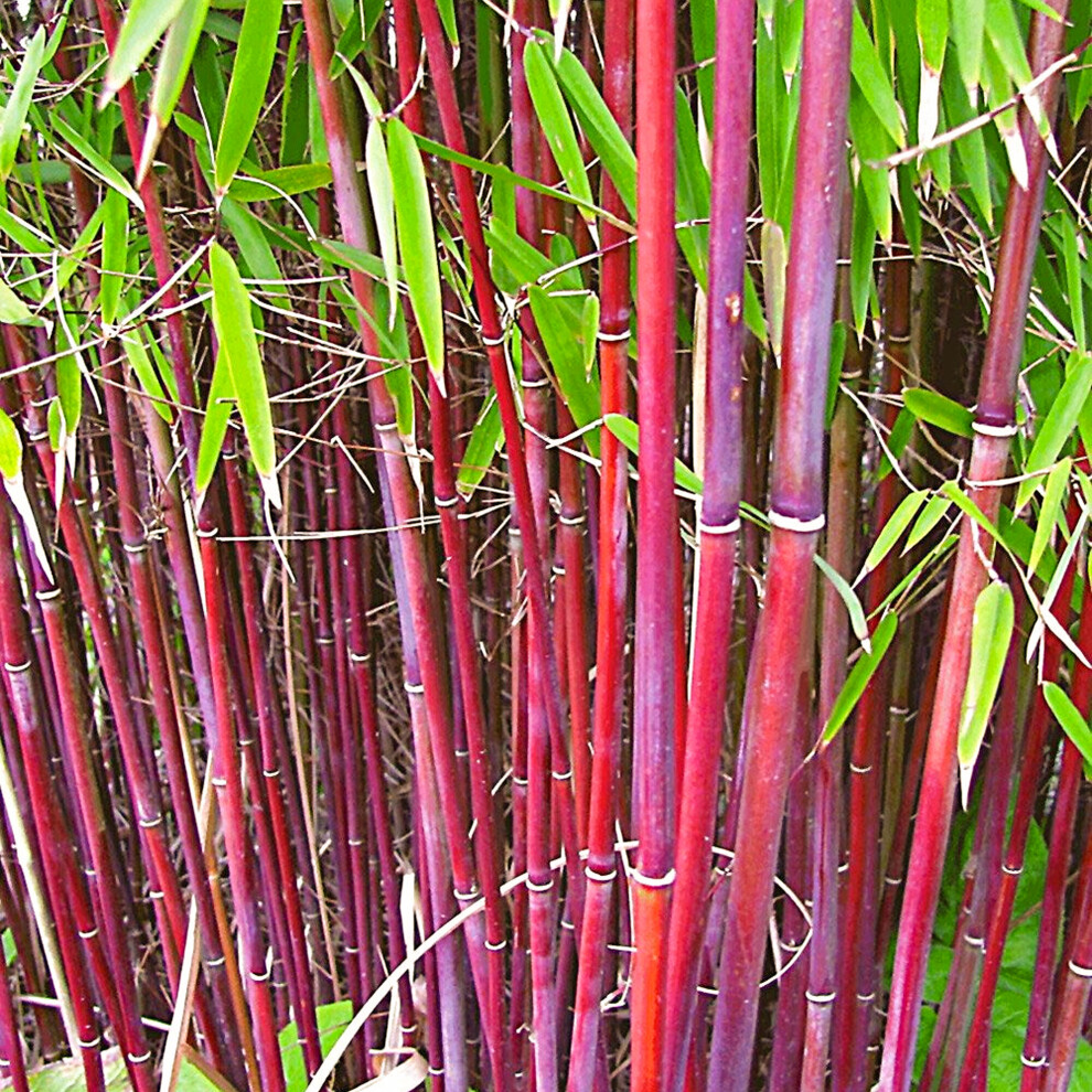 (Scabrida Asian Wonder) Fargesia Bamboo Hardy Outdoor Ornamental Flowering Evergreen Garden Pot Plants