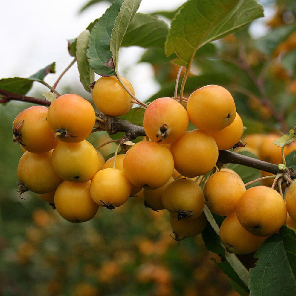 Malus 'Golden Hornet' | Crab Apple | Ornamental Garden Tree | 4-5Ft