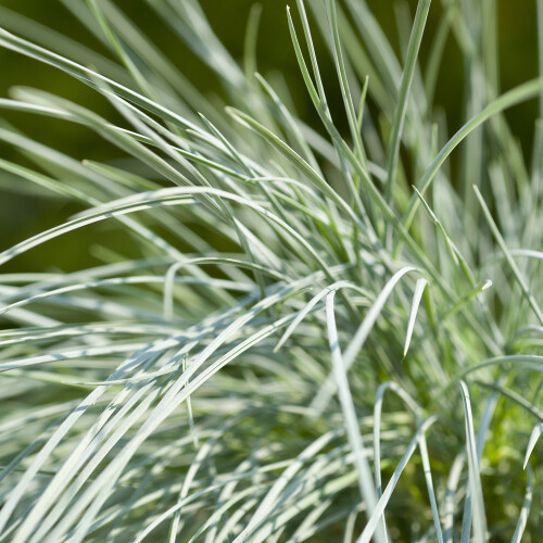 Gardeners Dream Festuca Intense Blue (9cm, Pack of 3) 1
