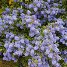 1 X CEANOTHUS 'AUTUMNAL BLUE' EVERGREEN SHRUB HARDY GARDEN PLANT IN POT