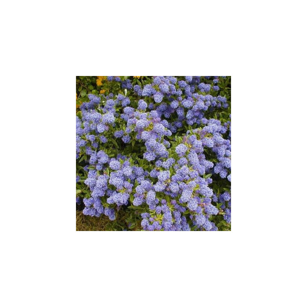 1 X CEANOTHUS 'AUTUMNAL BLUE' EVERGREEN SHRUB HARDY GARDEN PLANT IN POT
