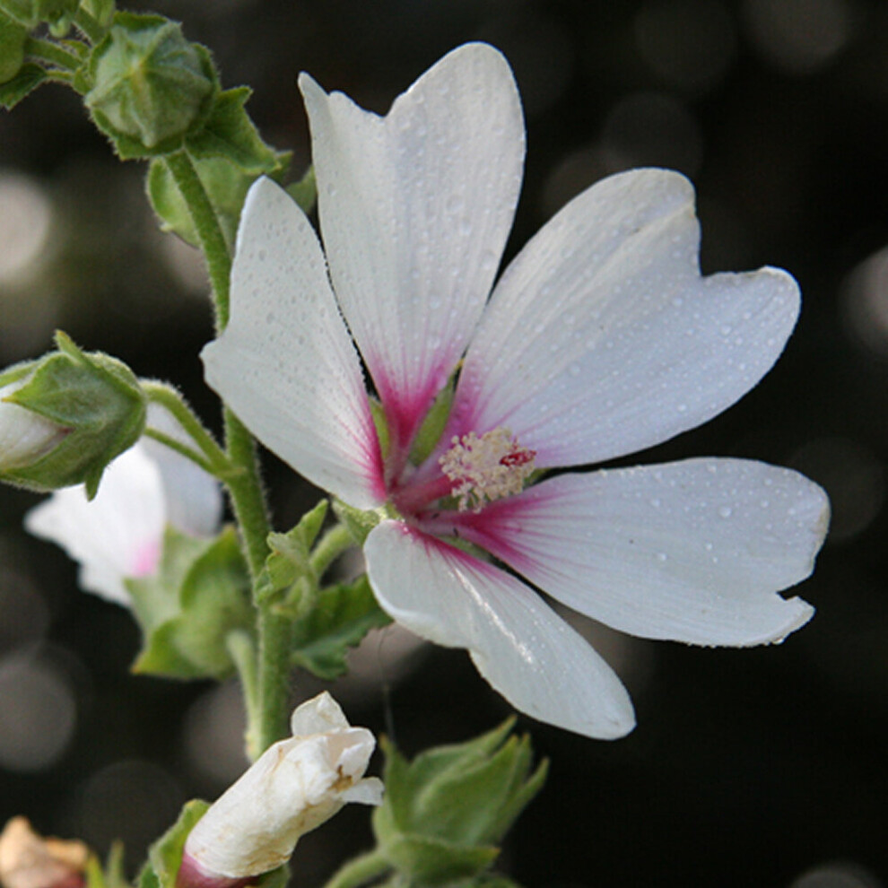 Gardeners Dream Lavatera Mary Hope Tree Mallow - Compact Semi-Evergreen Shrub In Pot, White Flowers With Red Eyes (Pest Free) 9Cm_lavmho_#1_Gd