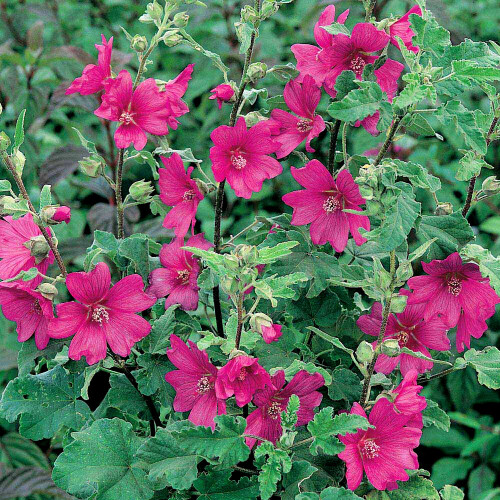 Gardeners Dream Lavatera clementii Burgundy Wine (9cm)