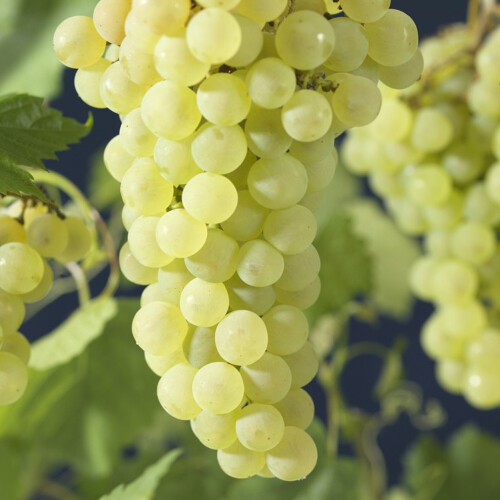 Gardeners Dream Grape Vitis Vroege 'Van Der Laan' Deciduous Hardy Climbing Fruit Shrub | 9cm Pot 2