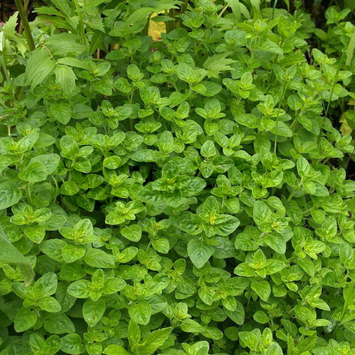 Gardeners Dream Potted Herbs - Marjoram Compact (8cm)