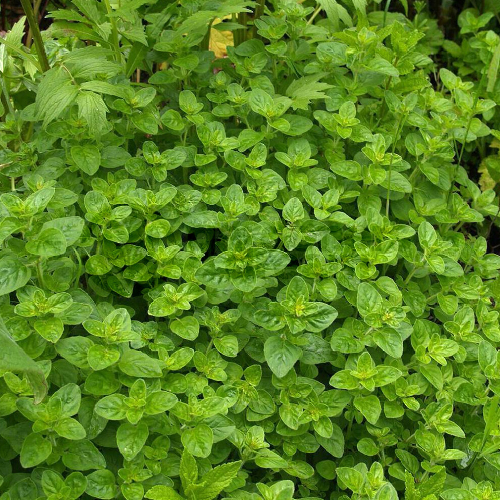Gardeners Dream Potted Herbs - Marjoram Compact (8Cm)