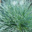 Gardeners Dream Festuca Intense Blue (9cm, Pack of 3) 3