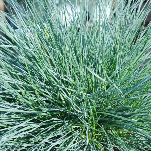 Gardeners Dream Festuca Intense Blue (9cm, Pack of 3) 2