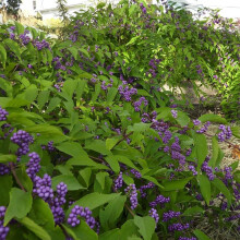 Callicarpa bodinieri Profusion Beauty Berry Shrub in 9cm Pot | Purple Berries, Varied Seasonal Color, Hardy Deciduous AGM - 9CM_CBPROF_#1_GD