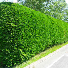 10 X LEYLANDII GREEN EVERGREEN CONIFER HEDGING LEYLAND PLANT IN POT (1-2FT)