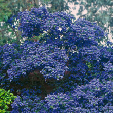 1 X Ceanothus 'Concha' Evergreen Shrub Hardy Garden Plant In Pot