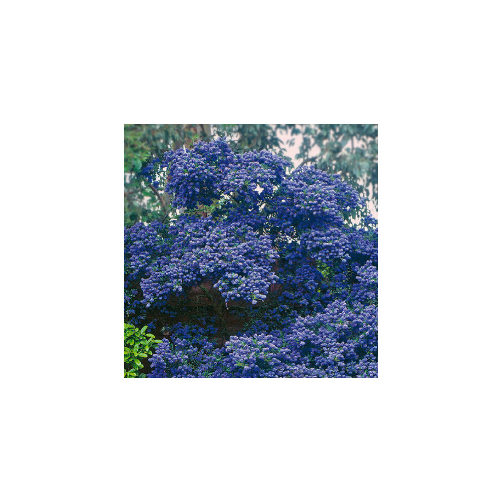 Gardeners Dream 1 X Ceanothus 'Concha' Evergreen Shrub Hardy Garden Plant In Pot Purple